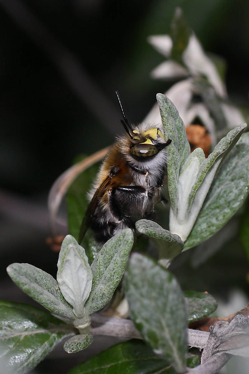 Due Apidae Anthophorinae