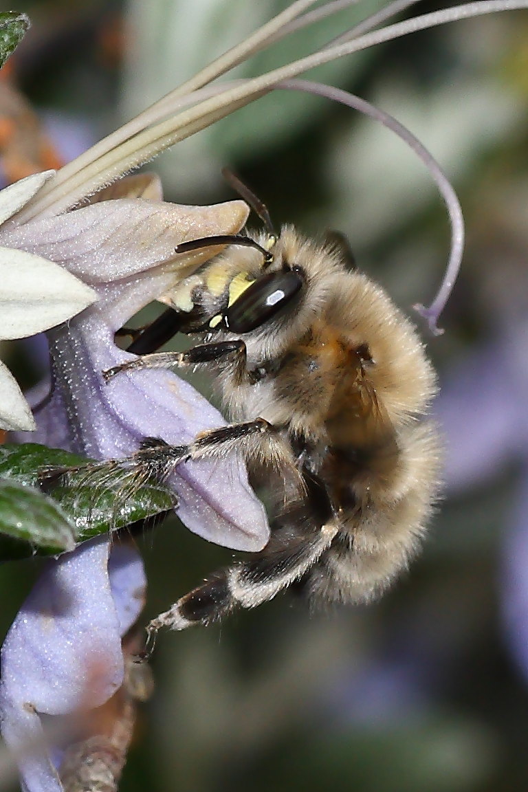 Due Apidae Anthophorinae