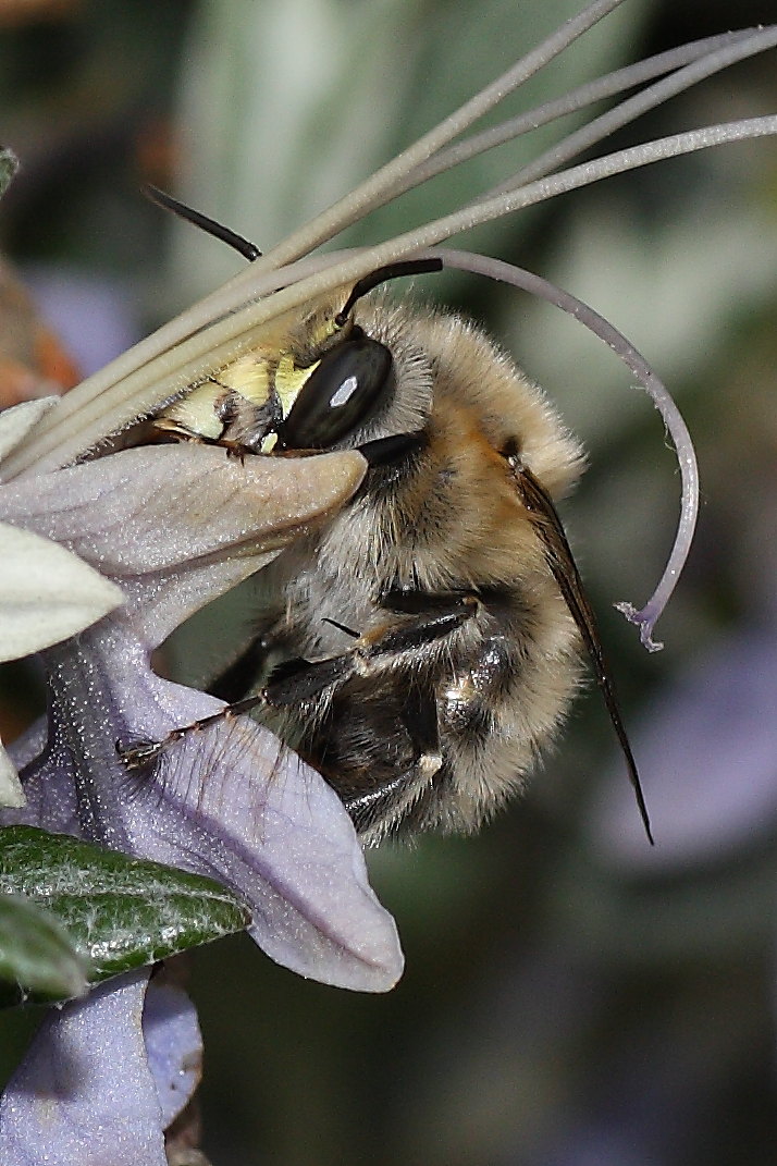 Due Apidae Anthophorinae