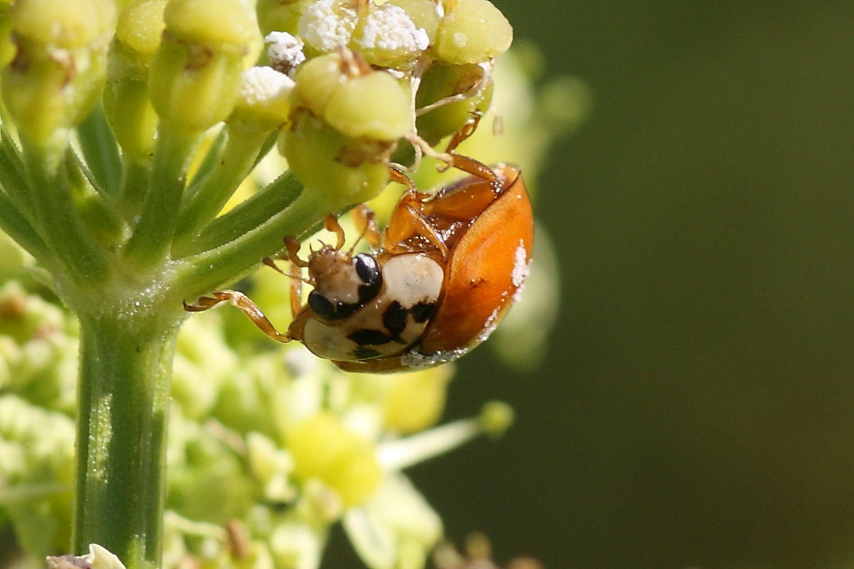 Harmonia axyridis & quadripunctata