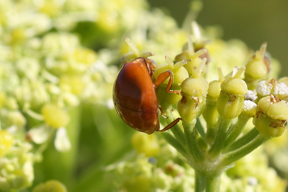 Harmonia axyridis & quadripunctata