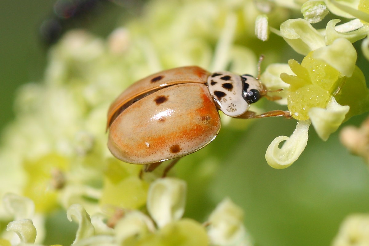 Harmonia axyridis & quadripunctata