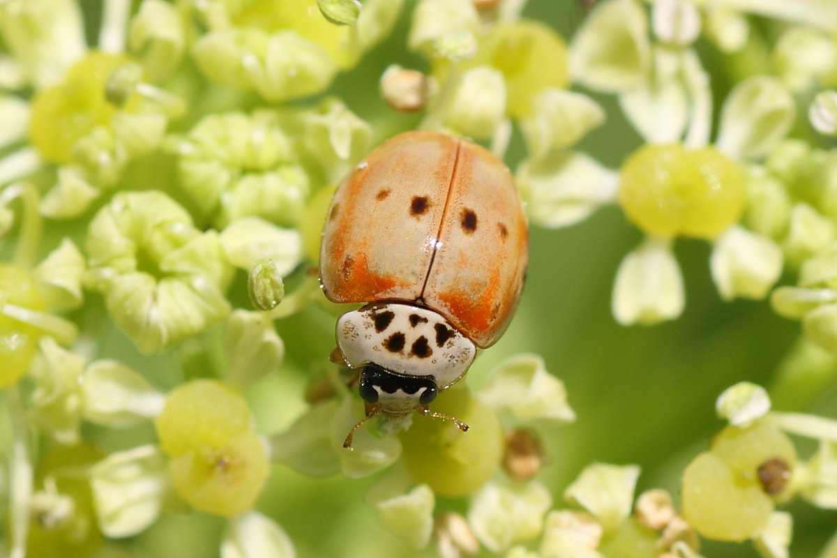 Harmonia axyridis & quadripunctata