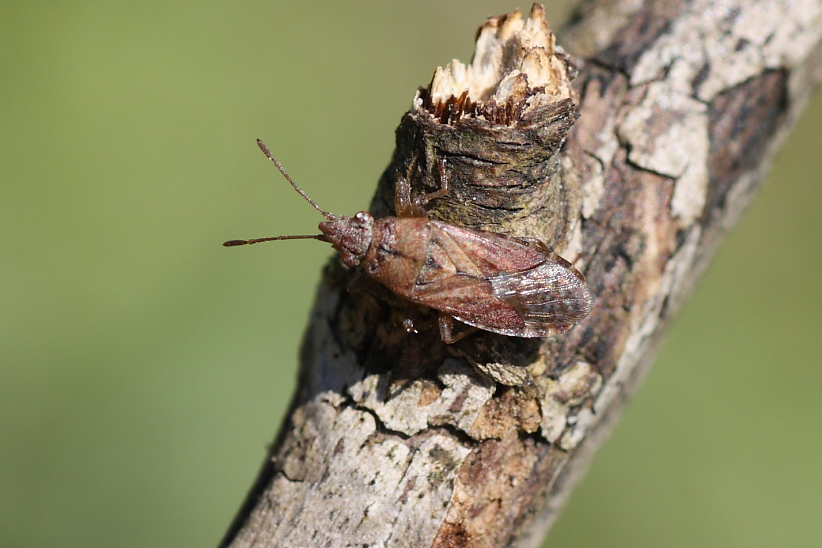 Lygaeidae: Orsillus cfr. depressus del m.te Conero