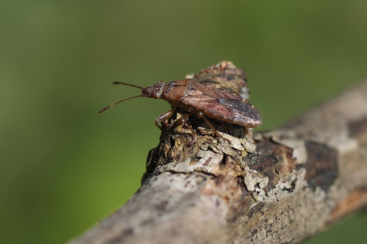 Lygaeidae: Orsillus cfr. depressus del m.te Conero