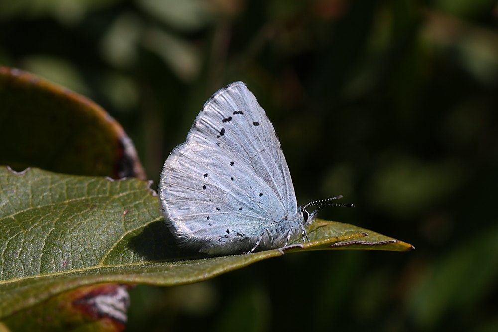 Celastrina argiolus