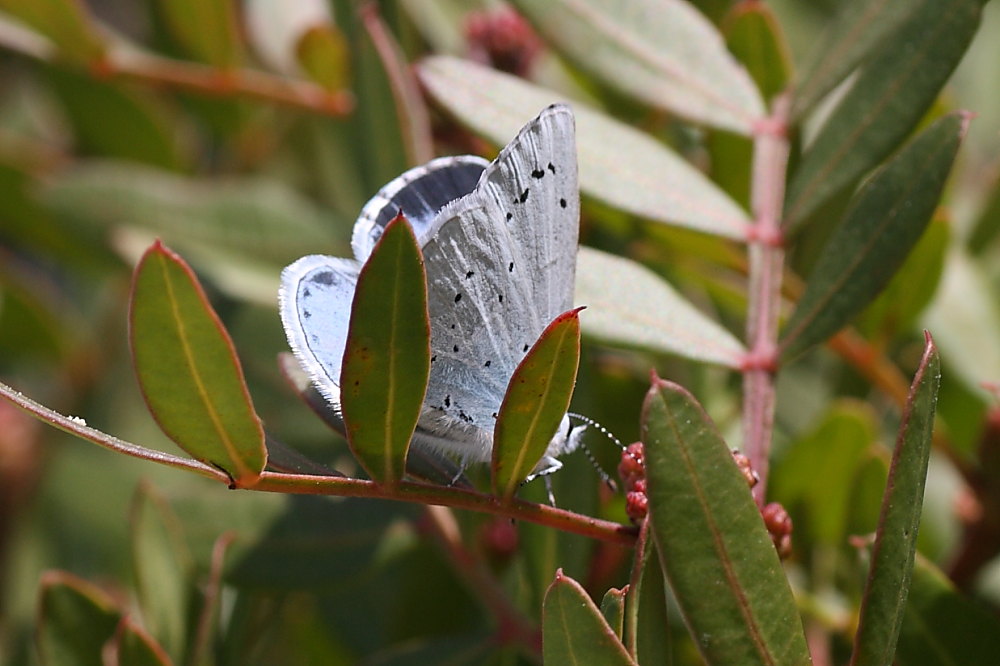 Celastrina argiolus