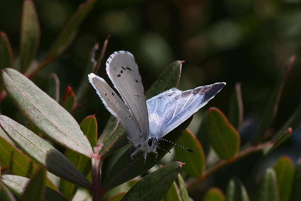 Celastrina argiolus