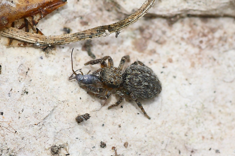 Salticidae (cf. Pseudeuphrys o Euophrys sp.)