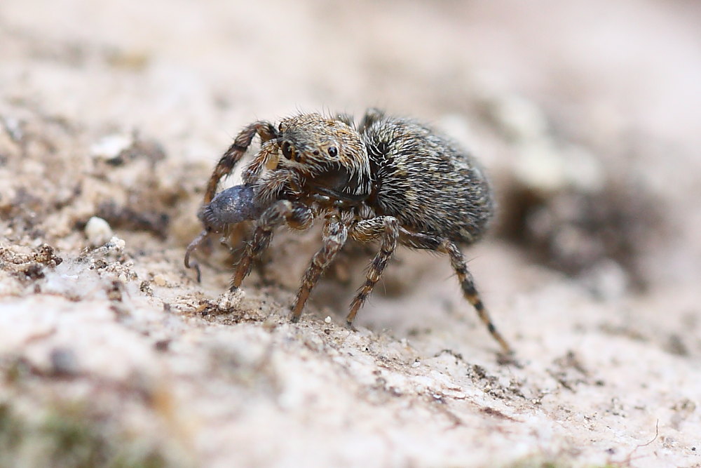 Salticidae (cf. Pseudeuphrys o Euophrys sp.)