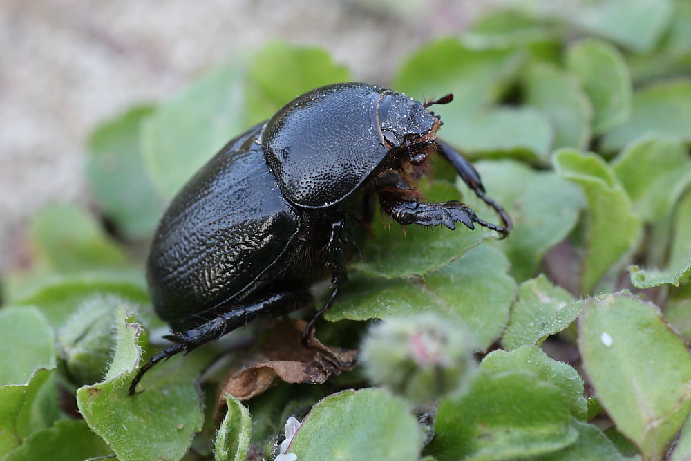 Il primo scarabeo della stagione: Pentodon bidens