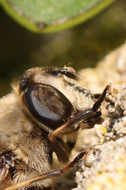Eristalis similis ed E. tenax ♀ ♀ (Syrphidae)