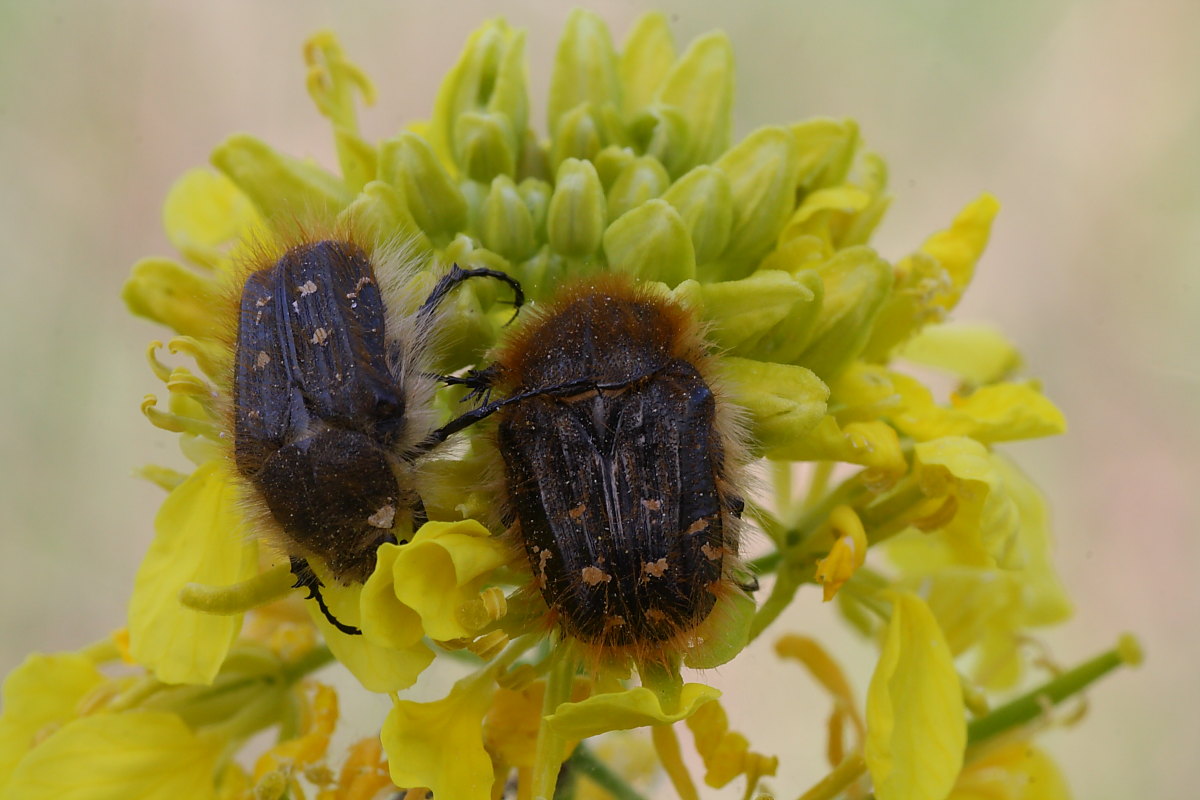 Tropinota squalida e Tropinota hirta