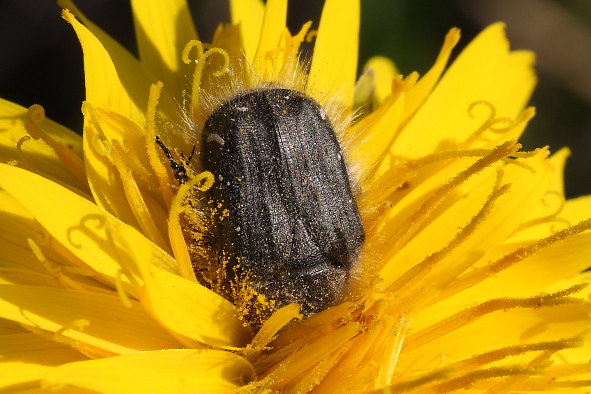 Tropinota squalida e Tropinota hirta