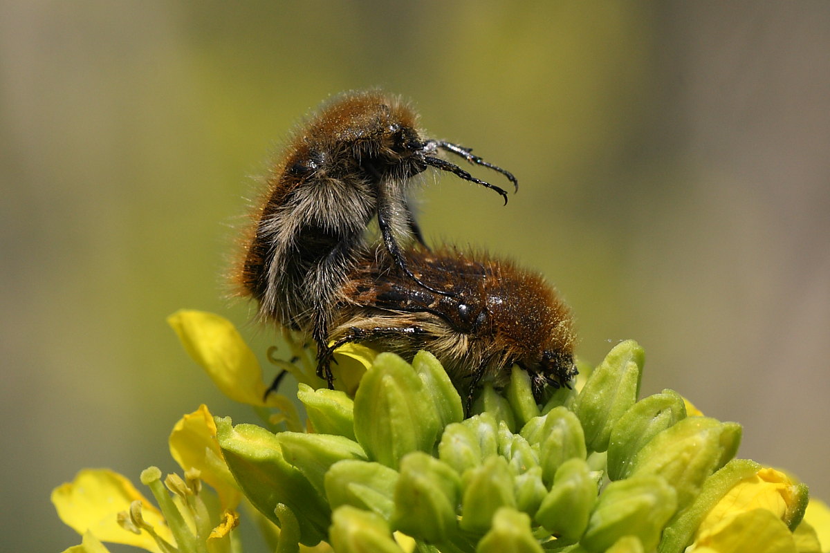 Tropinota squalida e Tropinota hirta