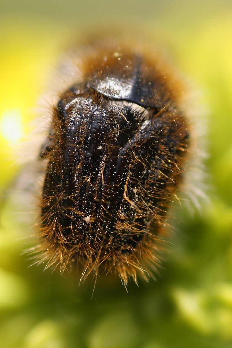 Tropinota squalida e Tropinota hirta