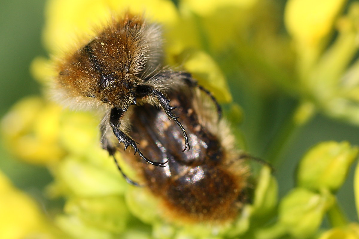 Tropinota squalida e Tropinota hirta