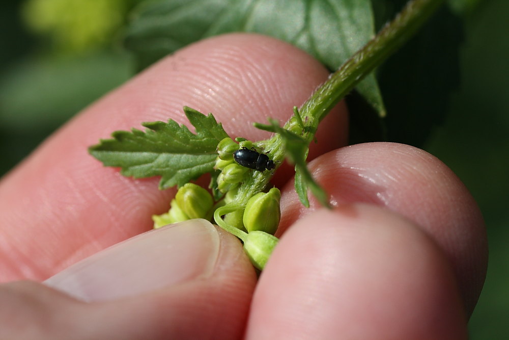 Microcoleottero: Meligethes sp. (Nitidulidae)