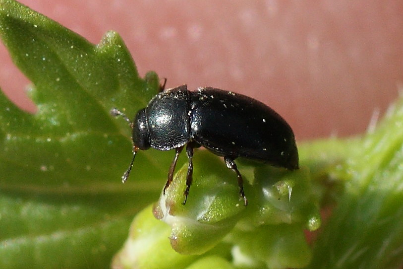 Microcoleottero: Meligethes sp. (Nitidulidae)