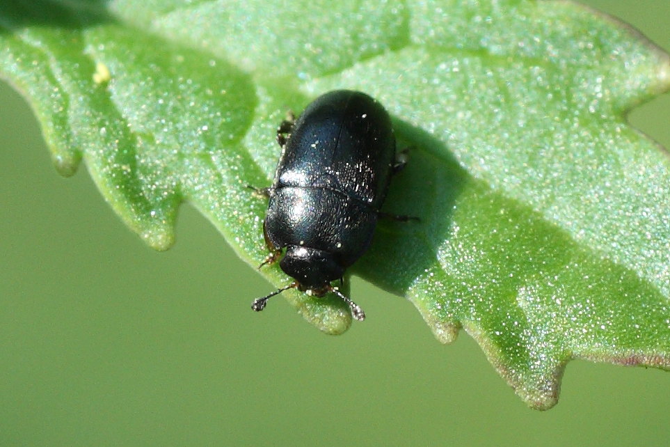 Microcoleottero: Meligethes sp. (Nitidulidae)