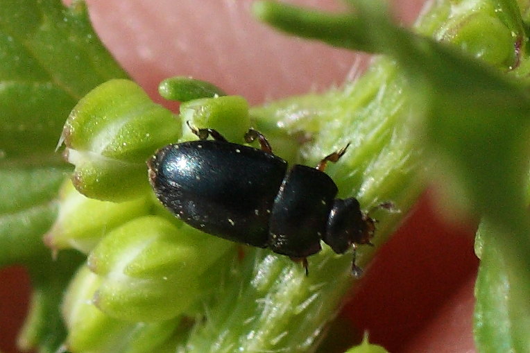 Microcoleottero: Meligethes sp. (Nitidulidae)