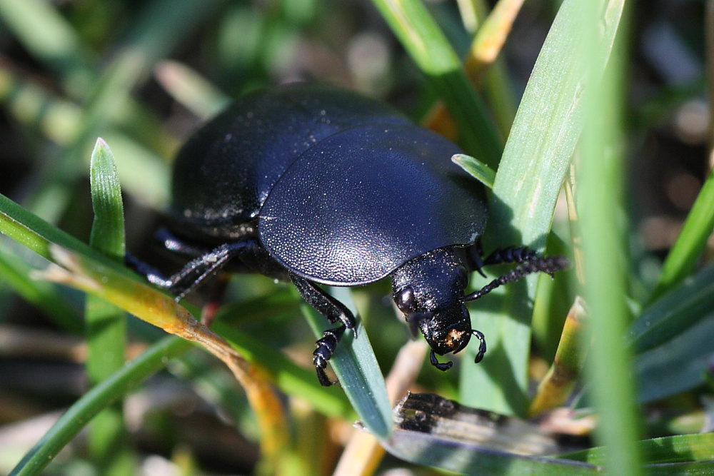 Ablattaria laevigata ?