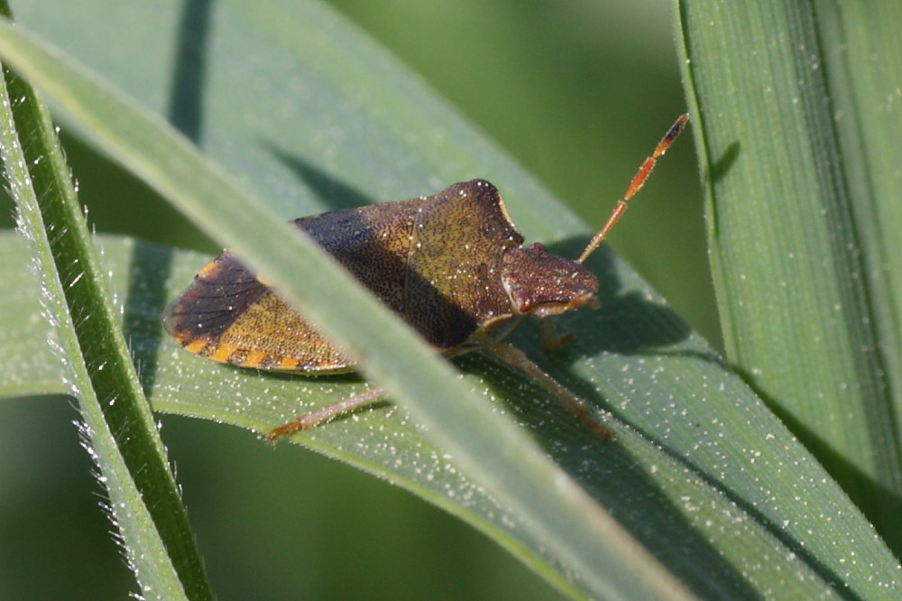 Pentatomidae: Holcostethus strictus delle Marche (AN)