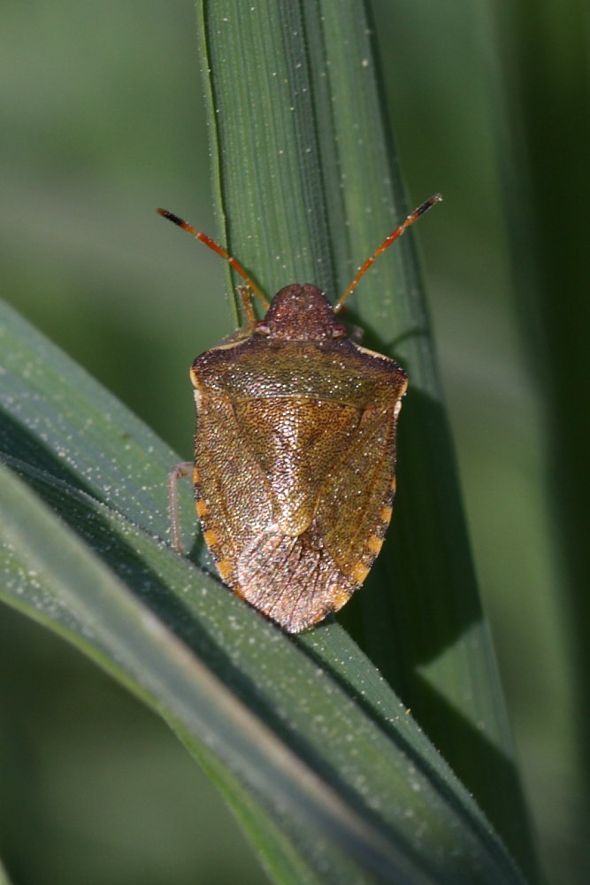 Pentatomidae: Holcostethus strictus delle Marche (AN)