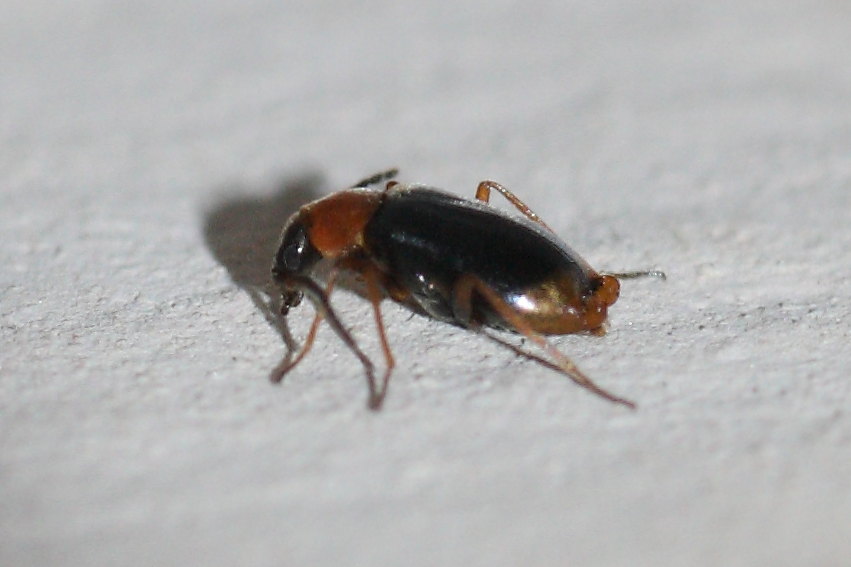 Malachiidae: Hypebaeus flavicollis?