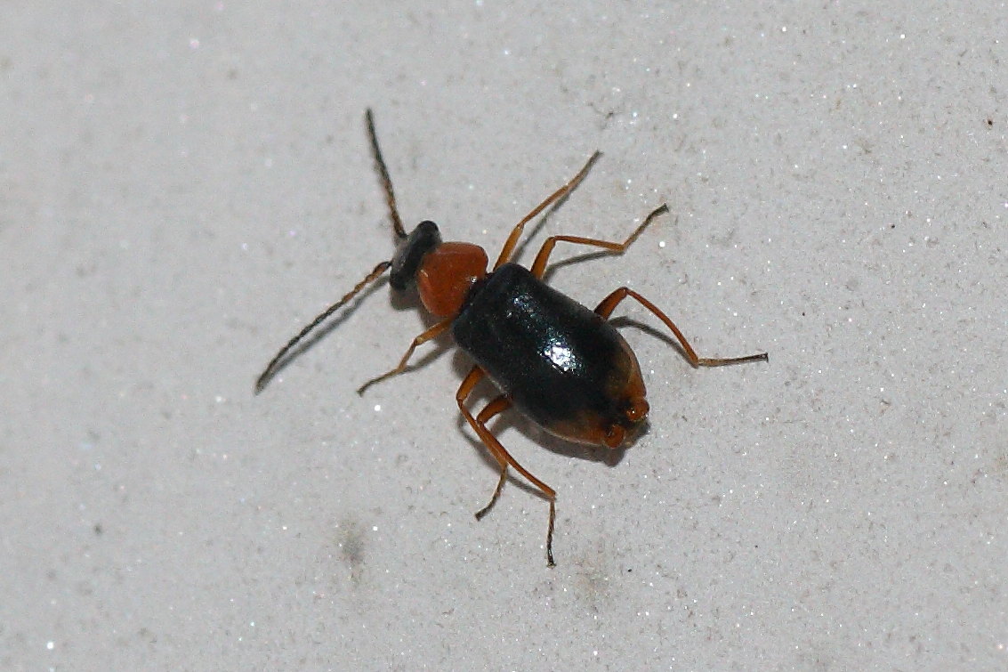 Malachiidae: Hypebaeus flavicollis?