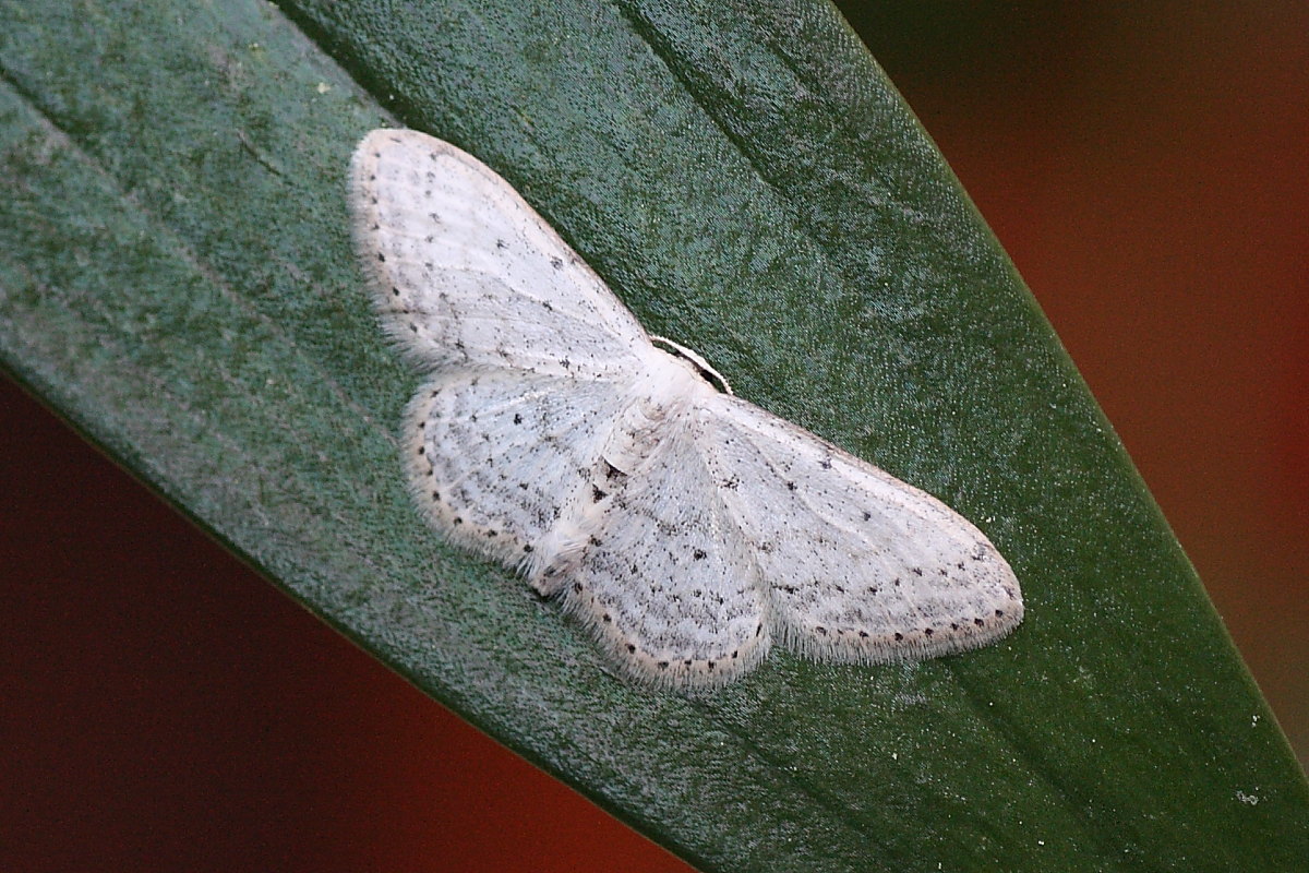 Idaea seriata ?