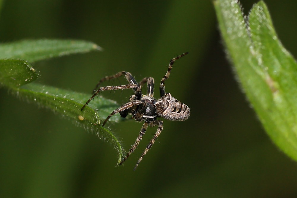 Gibbaranea bitubercolata