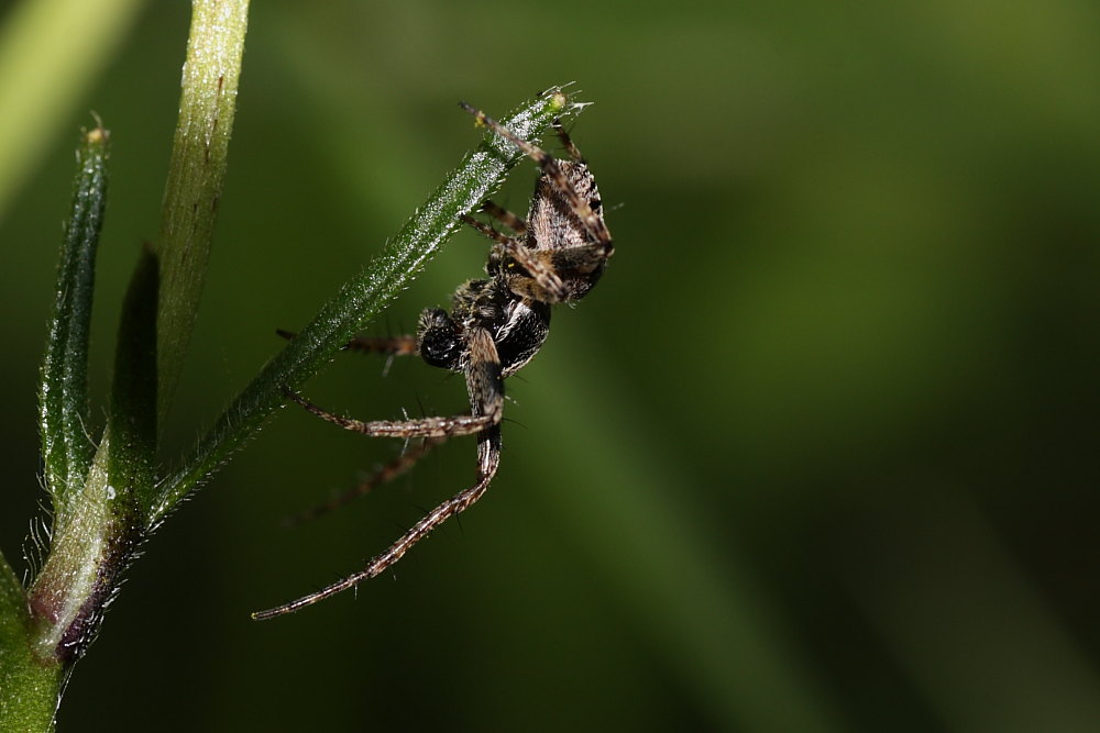 Gibbaranea bitubercolata