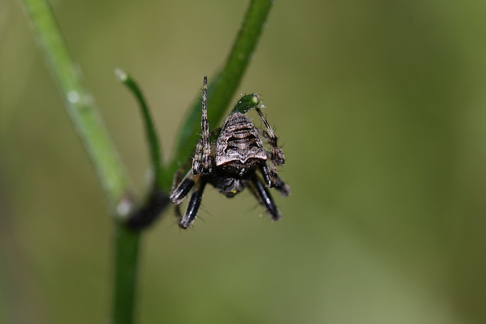 Gibbaranea bitubercolata