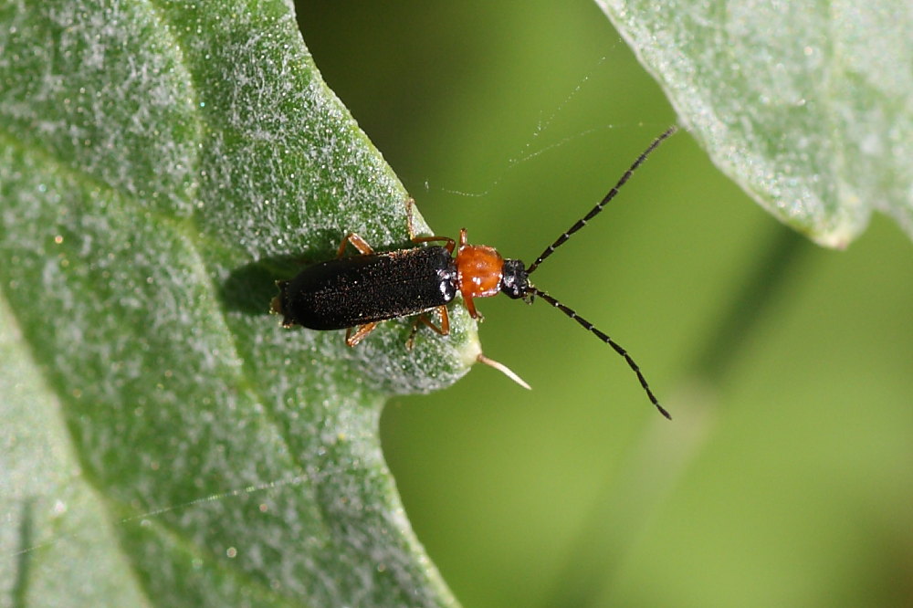 Cantharidae: Cratosilis cfr. sicula