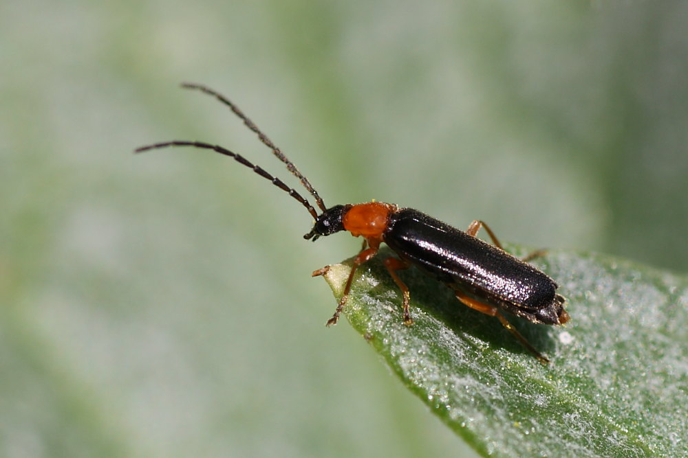 Cantharidae: Cratosilis cfr. sicula