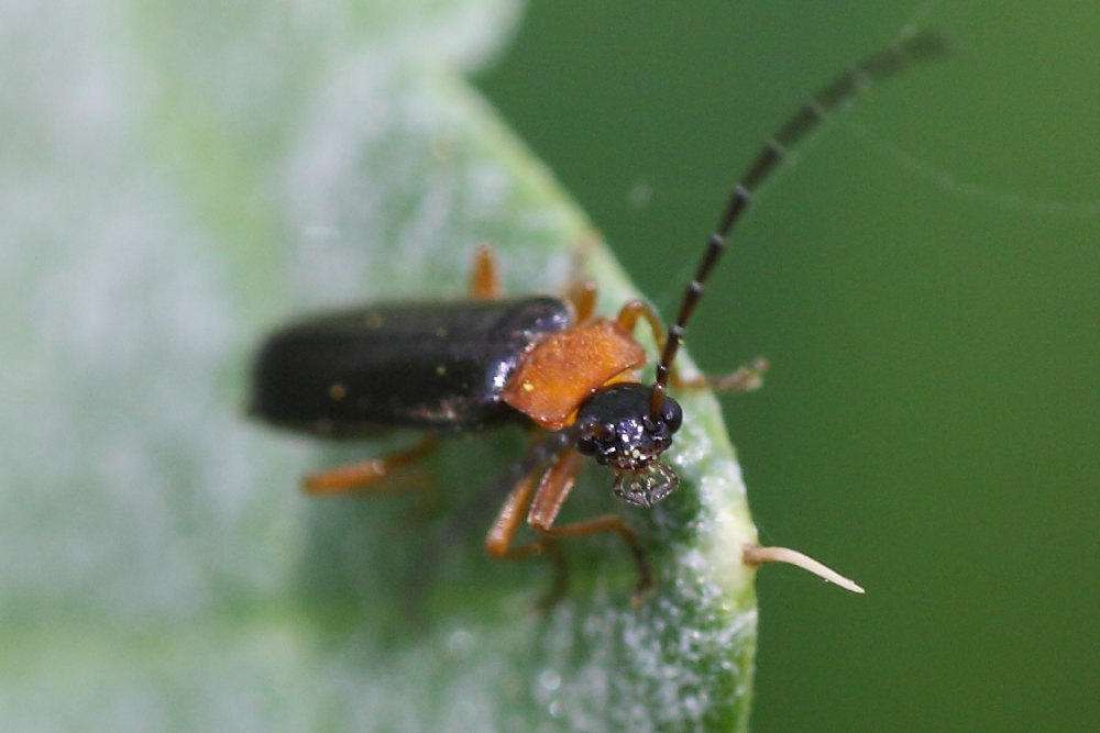 Cantharidae: Cratosilis cfr. sicula