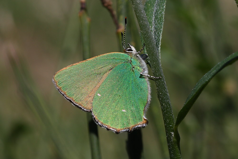 Callophrys rubi del Monte Conero