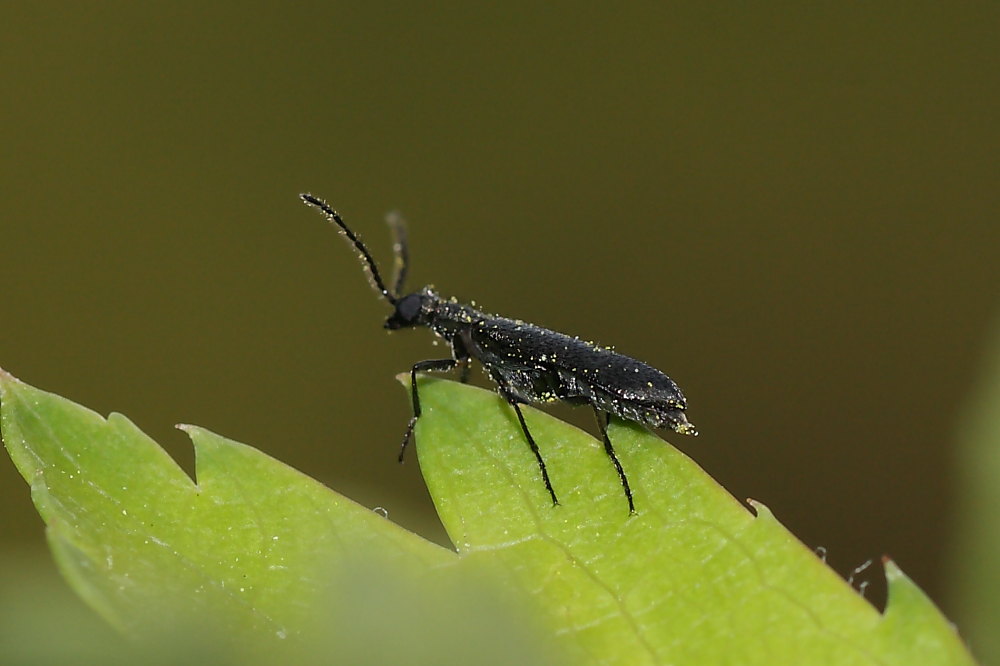 Microcoleottero nero: Dasytidae