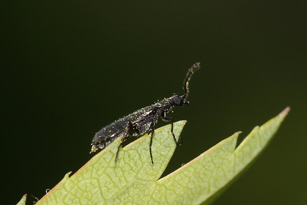 Microcoleottero nero: Dasytidae