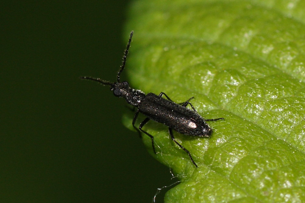 Microcoleottero nero: Dasytidae