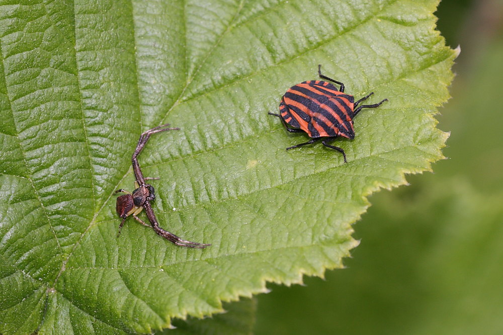 Pistius truncatus - Occasione mancata