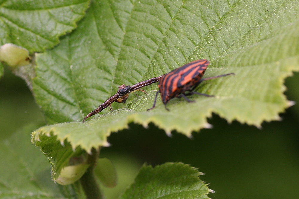 Pistius truncatus - Occasione mancata