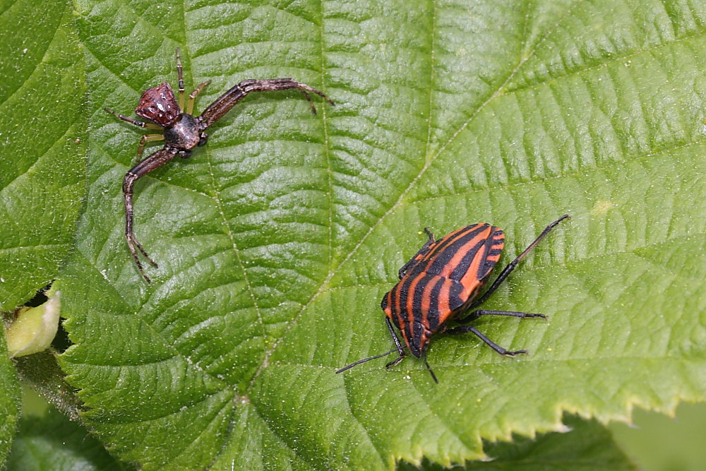 Pistius truncatus - Occasione mancata