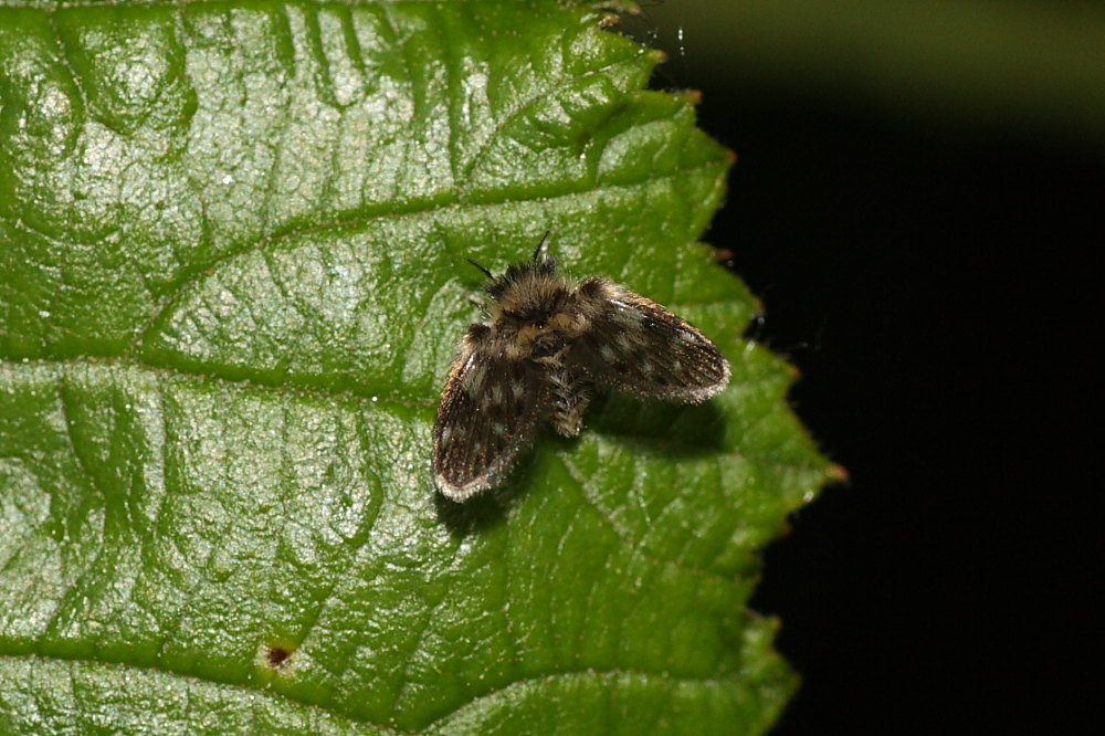 Psychodidae 