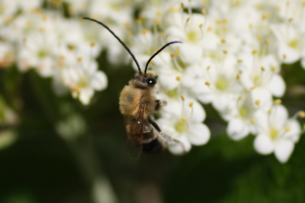 Ape dalle lunghe antenne (Eucera cfr longicornis)