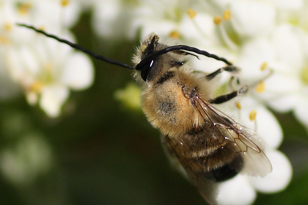 Ape dalle lunghe antenne (Eucera cfr longicornis)