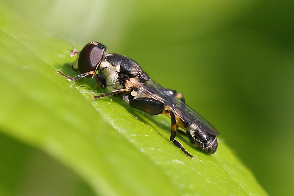 Syritta pipiens ?