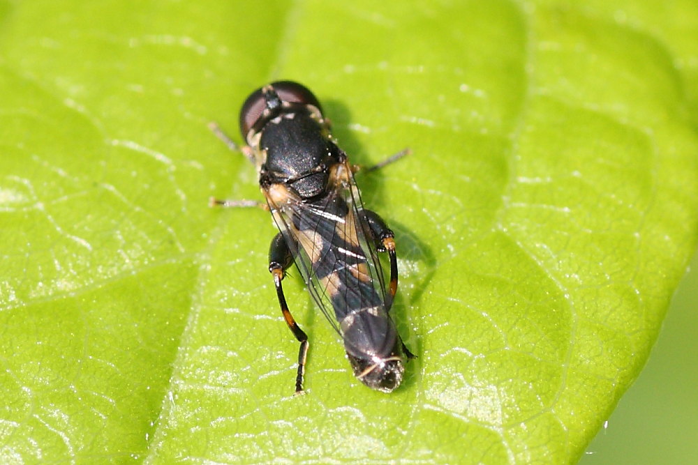 Syritta pipiens ?