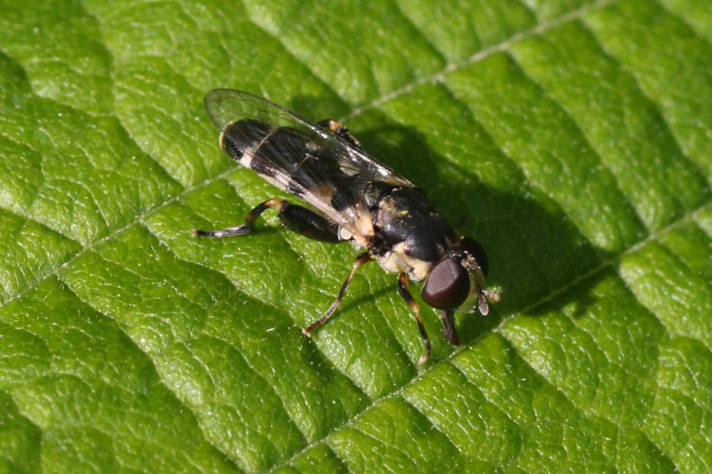 Syritta pipiens ?